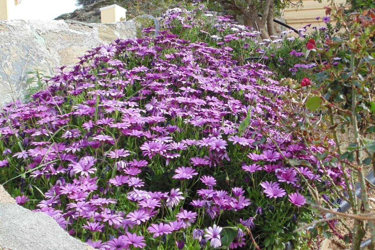 Olenia דירה אגיה פלגיה קיתירה