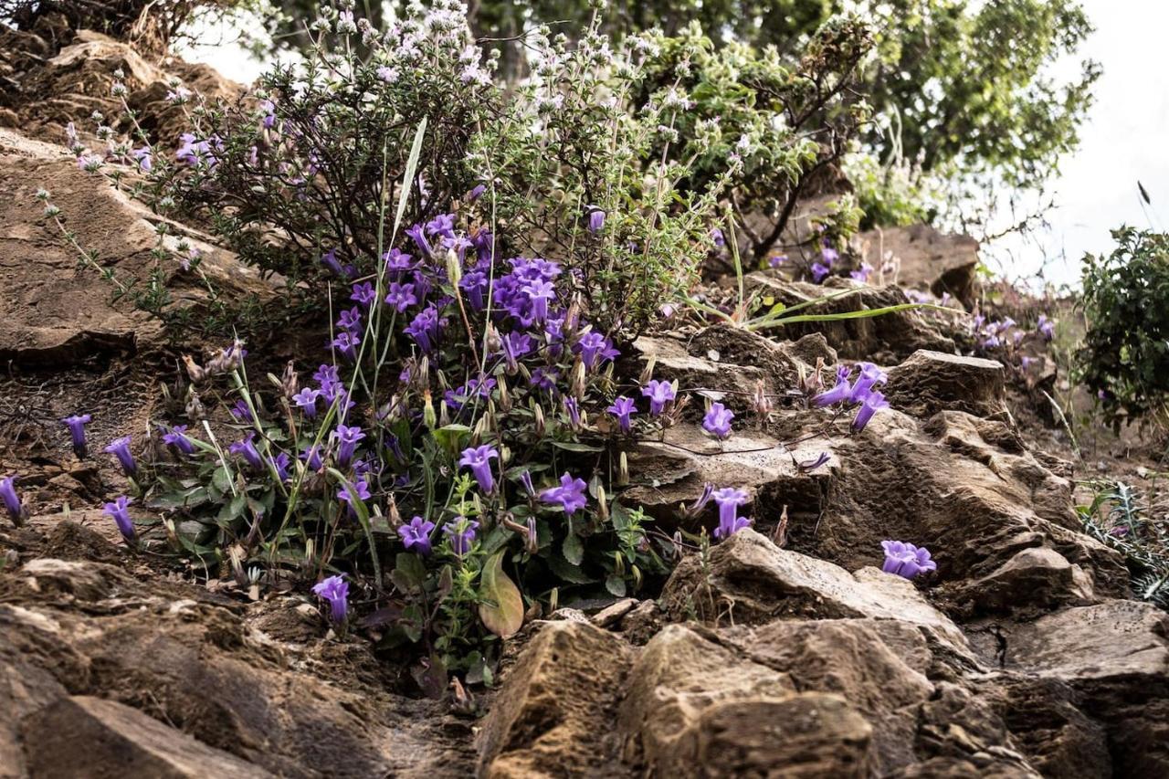 Olenia דירה