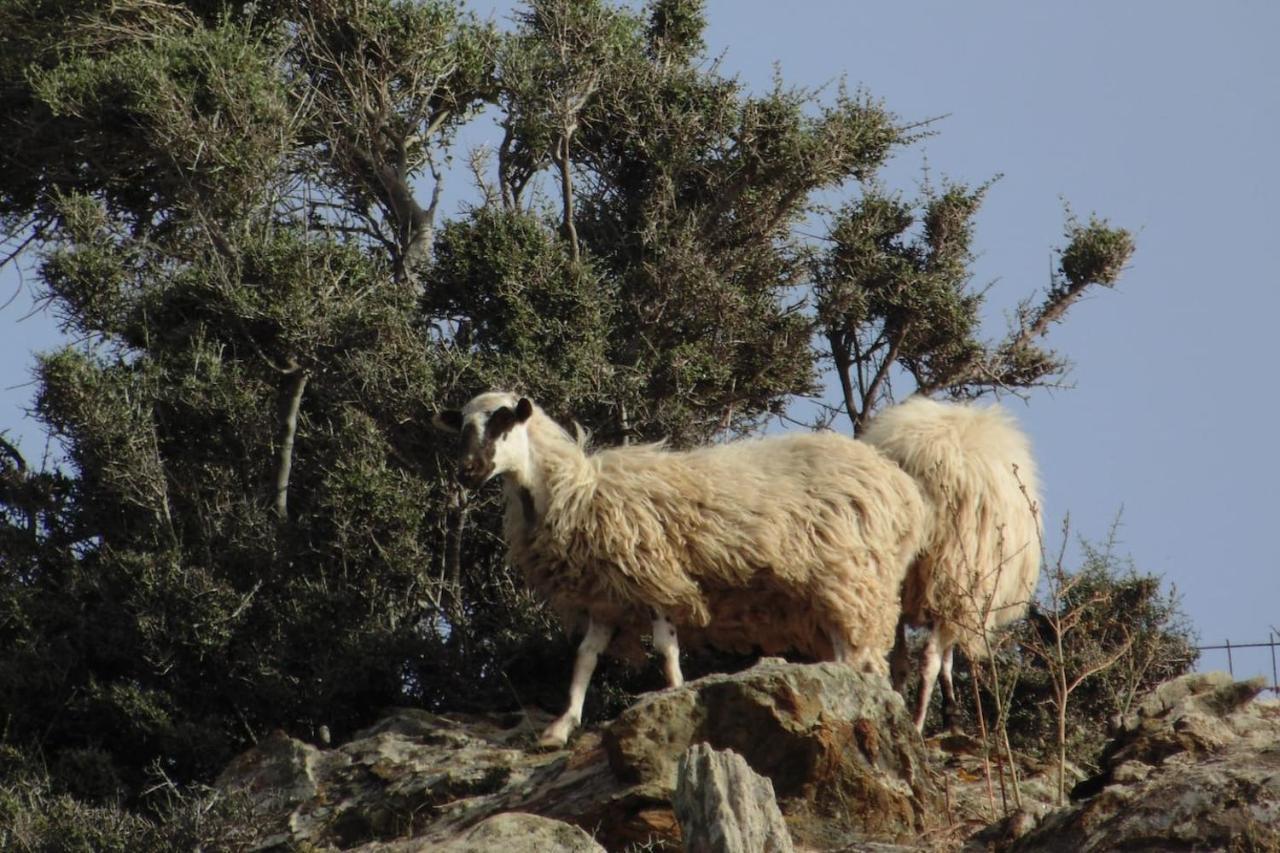 Olenia Agia Pelagia